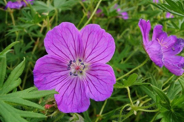 pradera de geranio medicinal