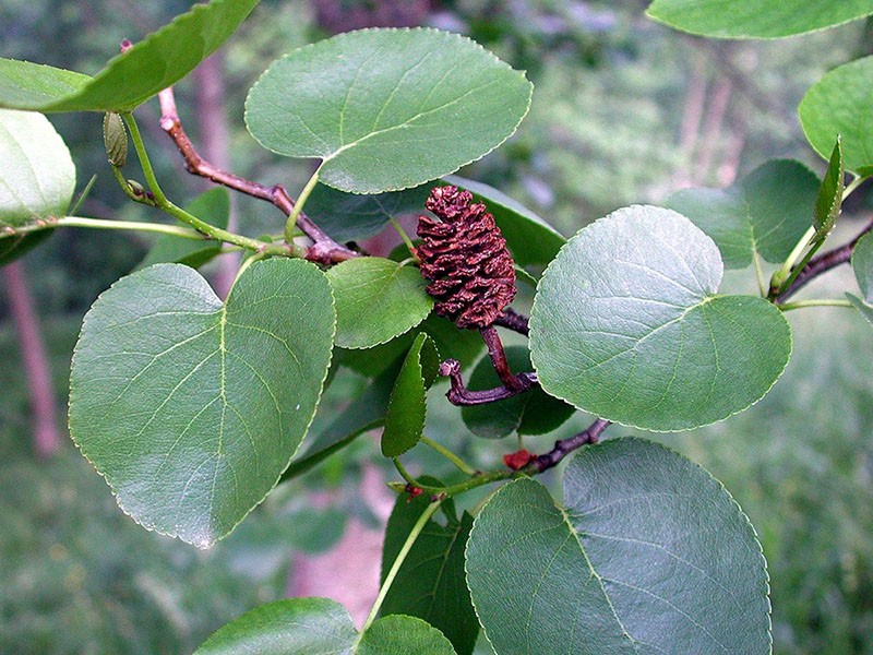 aliso de hojas de corazón