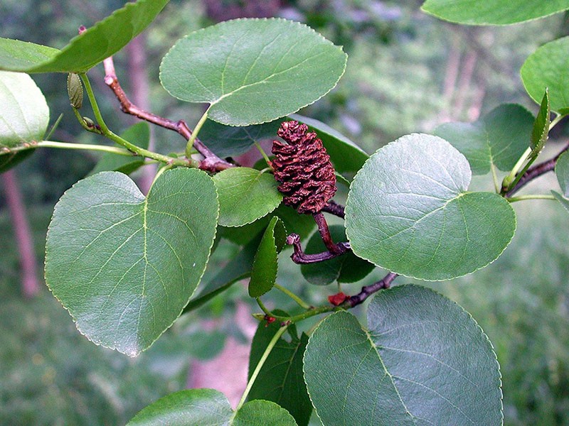 aulne à feuilles de coeur