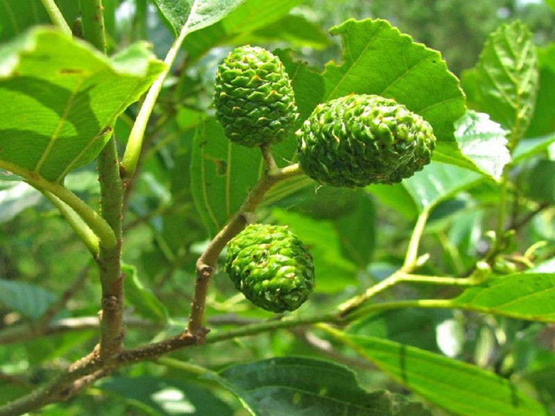 aliso rojo