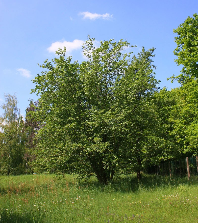 aliso en la naturaleza
