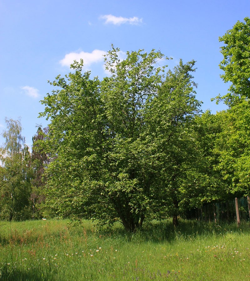 aulne dans la nature