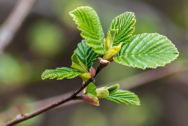 caractéristiques des feuilles d'aulne