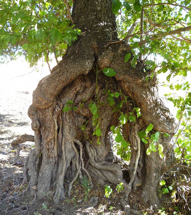 sistema de raíces del árbol de aliso