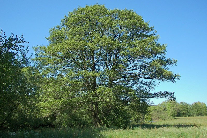 aliso negro