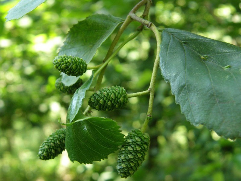 inflorescencias de aliso glutinoso