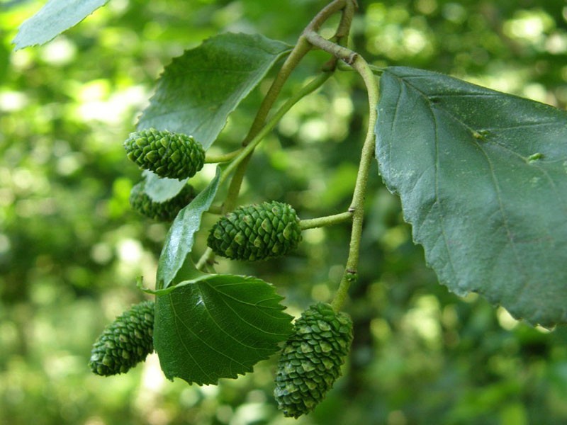 inflorescences d'aulne gluant