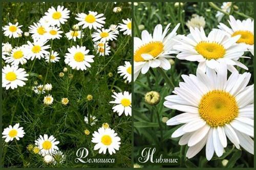 marguerite et camomille