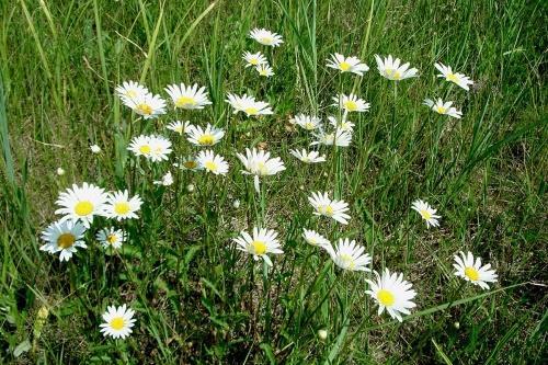 Marguerite