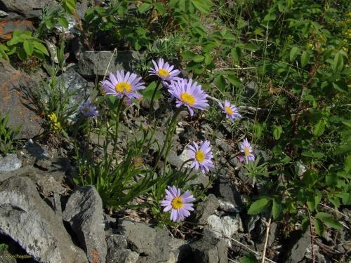 marguerite alpine