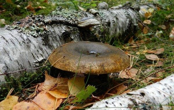 setas de leche negra en el bosque