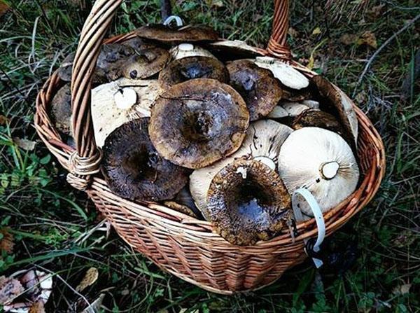 colección de hongos de leche negra en el bosque