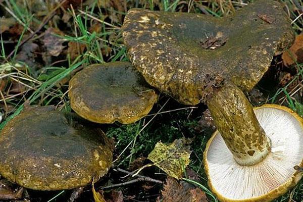 champignons au lait noir