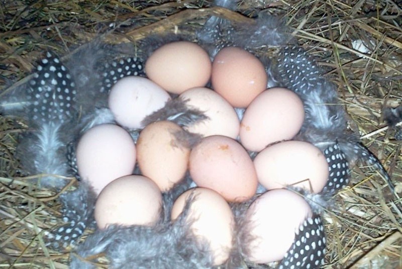 ¿Cuáles son los beneficios de los huevos de gallina de Guinea?