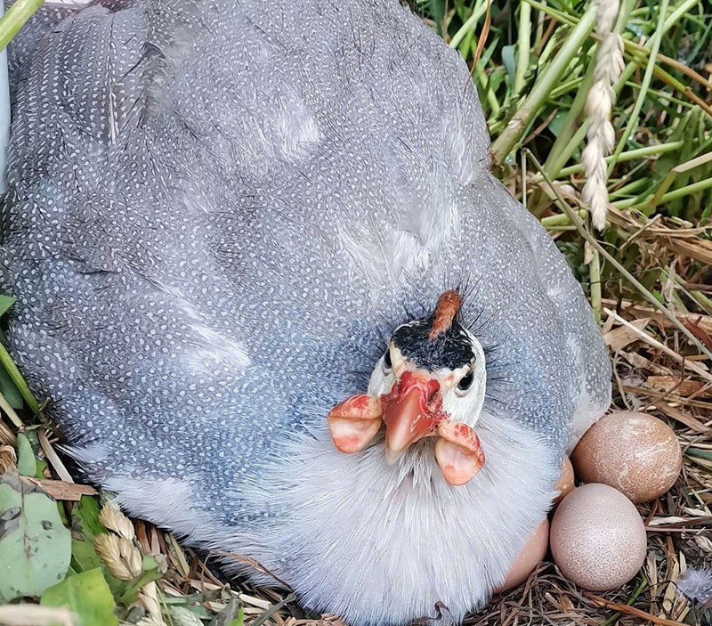 gallina de Guinea pone huevos