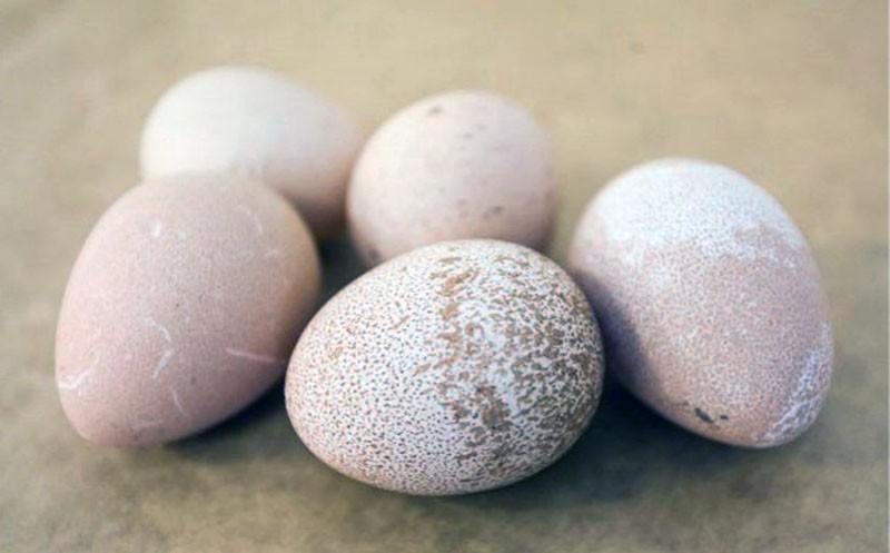 almacenamiento de huevos de gallina de Guinea
