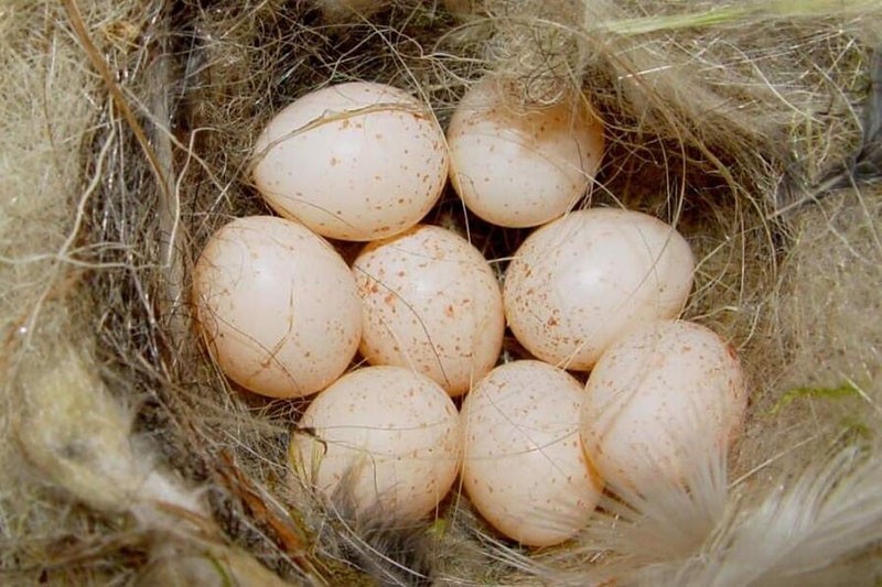 ¿Cuáles son los beneficios de los huevos de gallina de Guinea y los posibles daños?