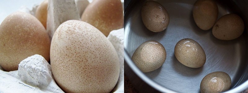 Huevos de gallina de Guinea en la cocina