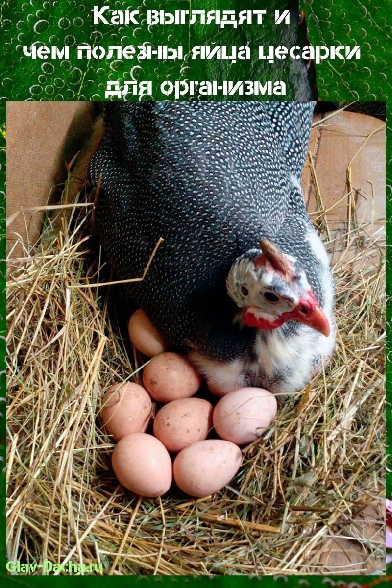 ¿Cuáles son los beneficios de los huevos de gallina de Guinea?