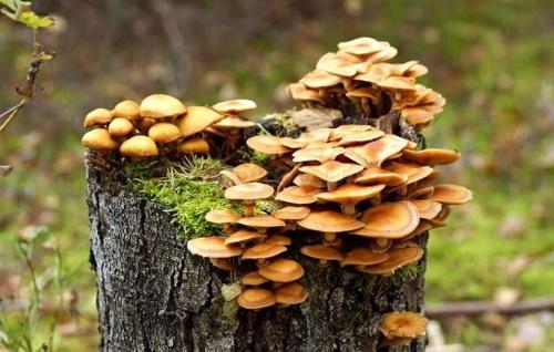 champignons de miel sur la souche