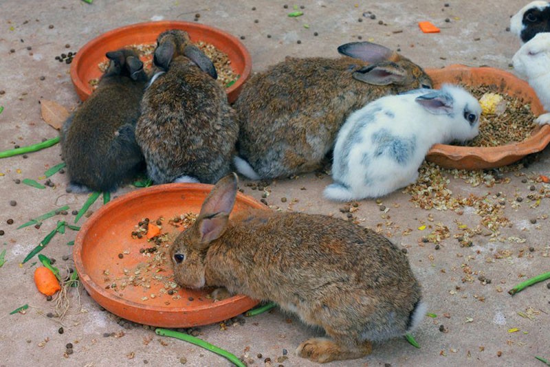 bonne nutrition pour les lapins