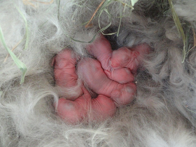 lapins abandonnés