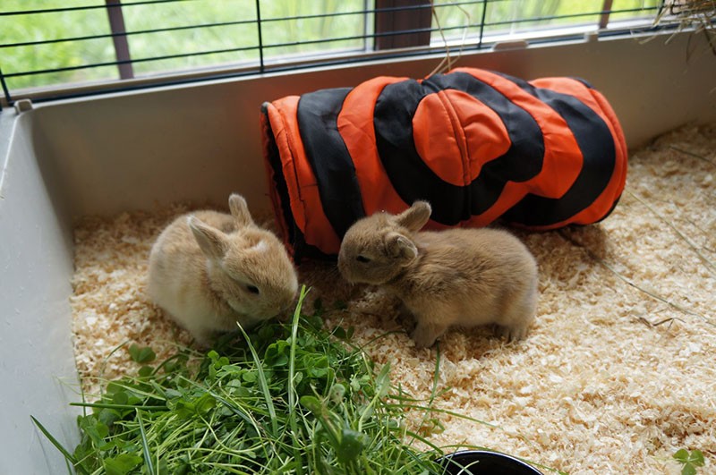 cómo alimentar a los conejos sin un conejito