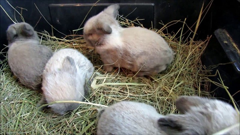 les lapins commencent à manger du foin