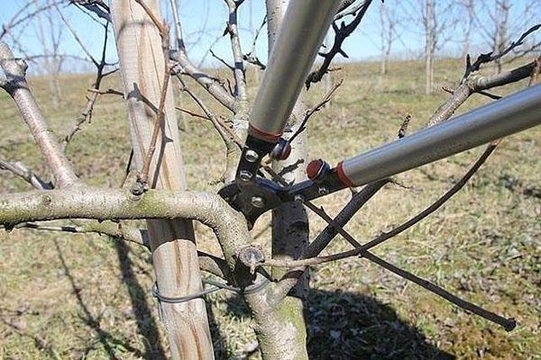 tailler un pommier en anneau