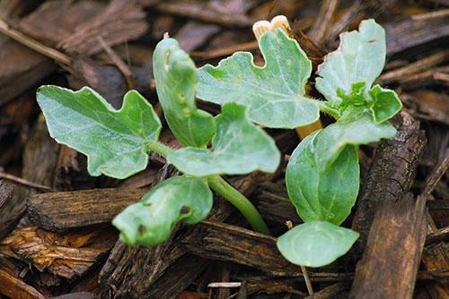 Brotes de sandías plantadas