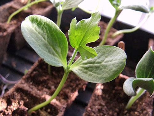 Cultivo de plántulas para trasplantar al suelo.