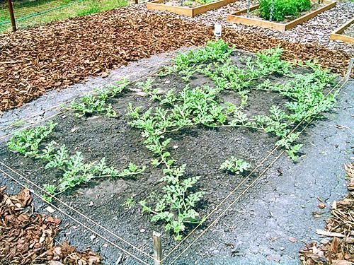 Cama solar fertilizada