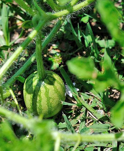 El resultado del cuidado del jardinero.