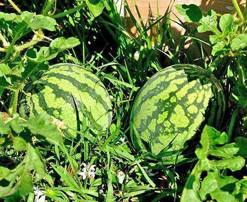 Sandías en el jardín campestre