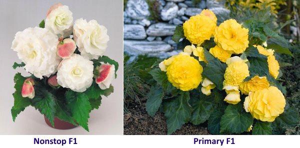 Variedades de begonia tuberosa Nonstop y Primari.