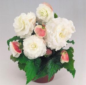 begonia tuberosa