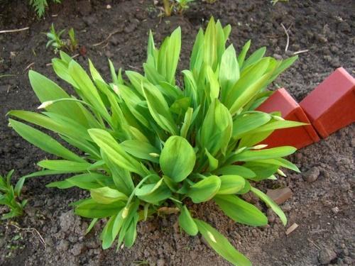 cómo cultivar ajo silvestre en el campo