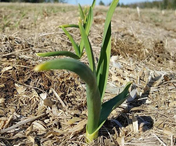 plántulas en primavera