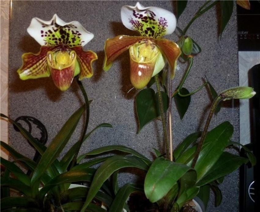 papiopedilum interior