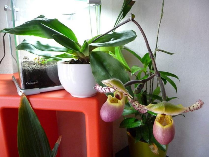 papiopedilum floreciente