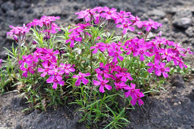 cuidado de phlox subulate