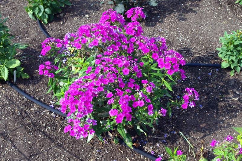 arrosage phlox