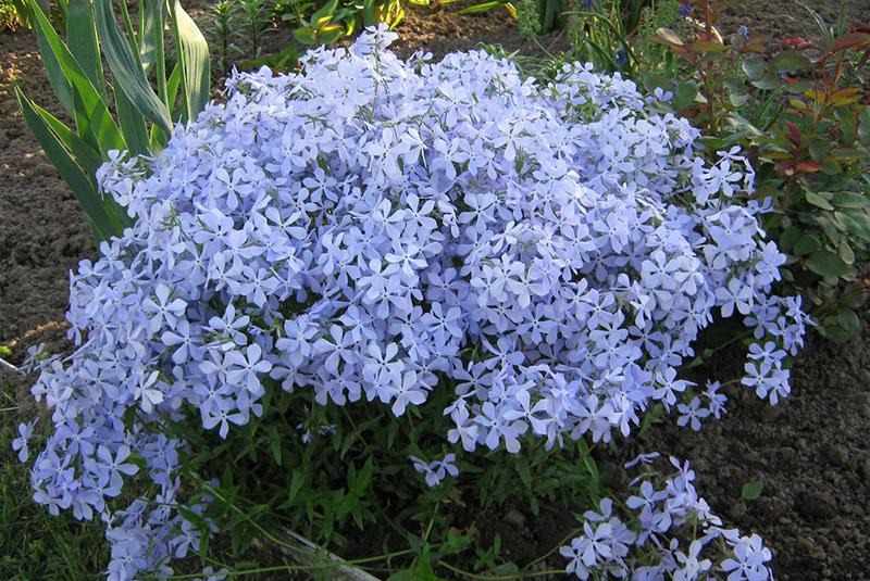 subular phlox después de la alimentación