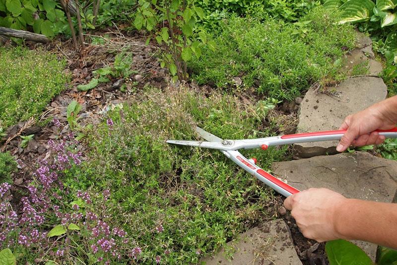 tailler le phlox subulé