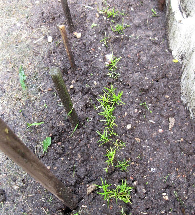 reproduction de phlox