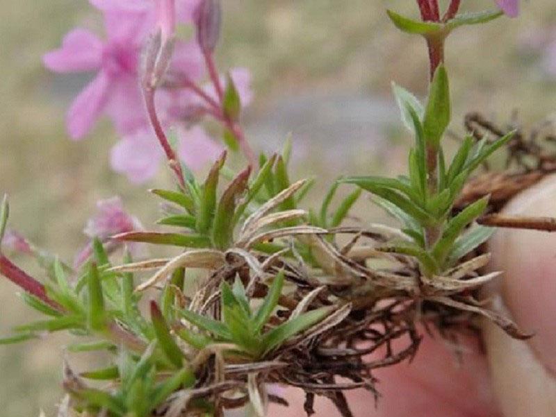 propagación de phlox por esquejes