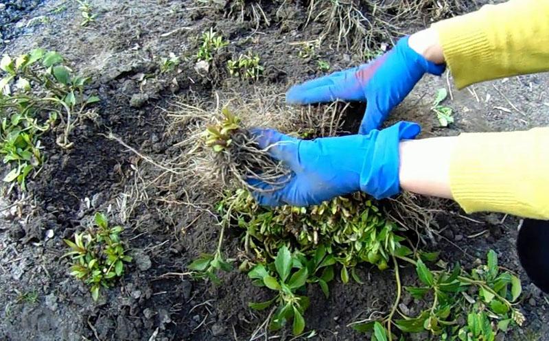 reproduction du phlox en divisant le buisson