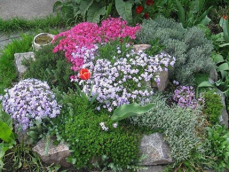 subuler le phlox au centre du parterre de fleurs