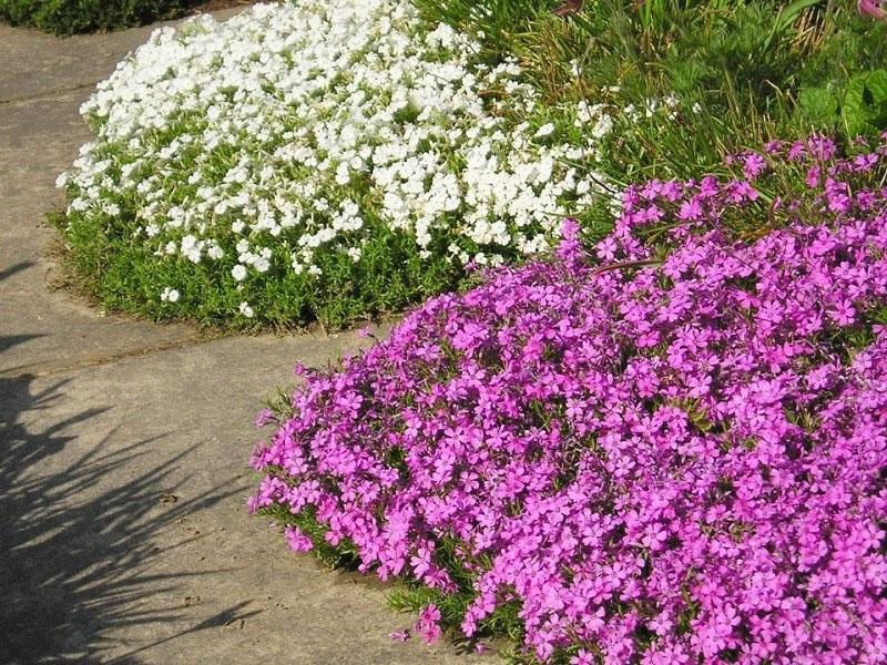 bordure fleurie le long du chemin dans le jardin