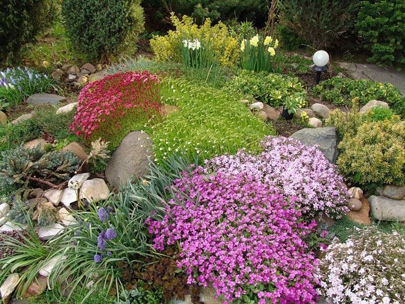 cómo cultivar phlox subulado en un jardín de rocas